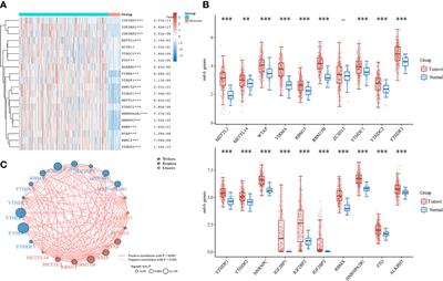 N6-methyladenosine with immune infiltration and PD-L1 in hepatocellular carcinoma: novel perspective to personalized diagnosis and treatment